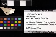 Foto (Objket + Etiketten) von Decapoda indet. 